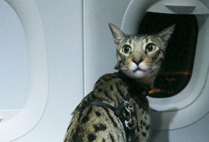 Vlekje opgeschrikt van explosie kattenluik