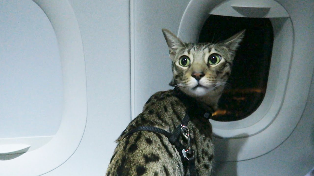 Omstanders vernielen kattenluikje Boeing 737